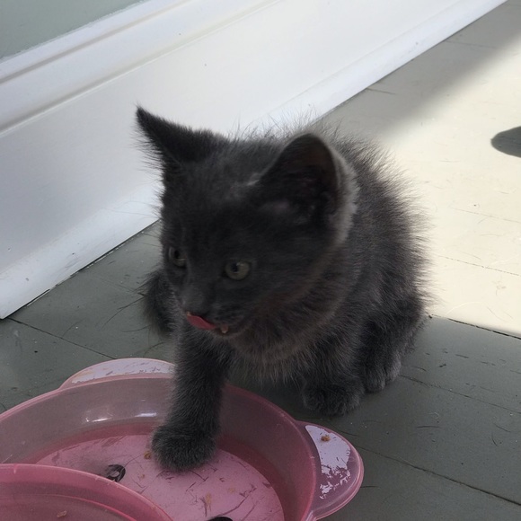 Meet your Posher, Crystal - Picture 9 of 10